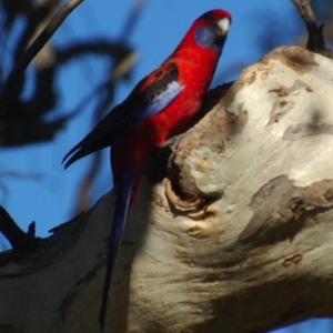 Platycercus elegans at Belconnen, ACT - 15 Oct 2017 08:01 AM