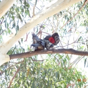 Callocephalon fimbriatum at Hughes, ACT - 4 Feb 2018