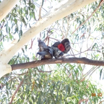 Callocephalon fimbriatum (Gang-gang Cockatoo) at Red Hill to Yarralumla Creek - 3 Feb 2018 by jennyt