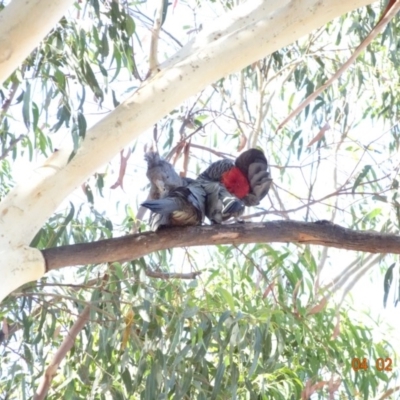 Callocephalon fimbriatum (Gang-gang Cockatoo) at Hughes Grassy Woodland - 3 Feb 2018 by jennyt