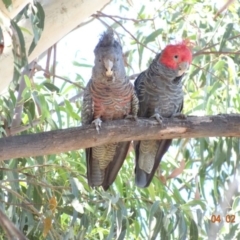 Callocephalon fimbriatum at Hughes, ACT - suppressed