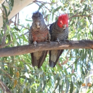 Callocephalon fimbriatum at Hughes, ACT - suppressed