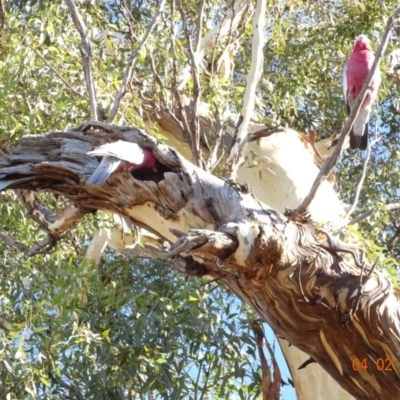 Eolophus roseicapilla (Galah) at Deakin, ACT - 4 Feb 2018 by jennyt