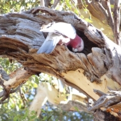 Eolophus roseicapilla at Deakin, ACT - 4 Feb 2018 09:05 AM