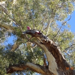 Eolophus roseicapilla at Deakin, ACT - 4 Feb 2018 09:05 AM