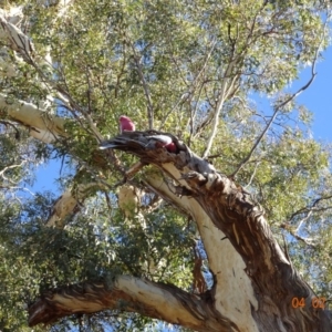 Eolophus roseicapilla at Deakin, ACT - 4 Feb 2018 09:05 AM