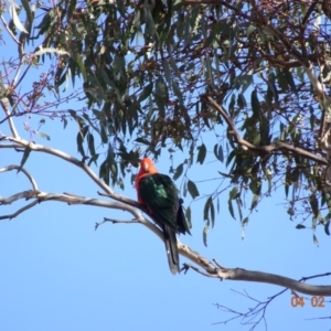 Alisterus scapularis at Deakin, ACT - 4 Feb 2018