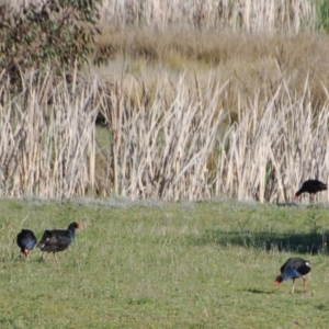 Porphyrio melanotus at Belconnen, ACT - 15 Oct 2017