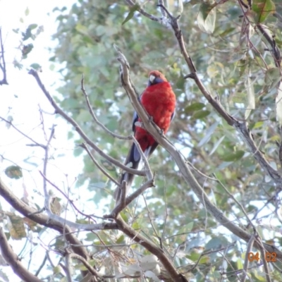 Platycercus elegans (Crimson Rosella) at Deakin, ACT - 3 Feb 2018 by jennyt