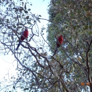 Platycercus elegans at Deakin, ACT - 4 Feb 2018 08:32 AM