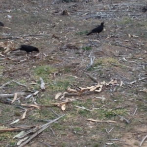 Corcorax melanorhamphos at Hughes, ACT - 3 Sep 2017 04:02 PM