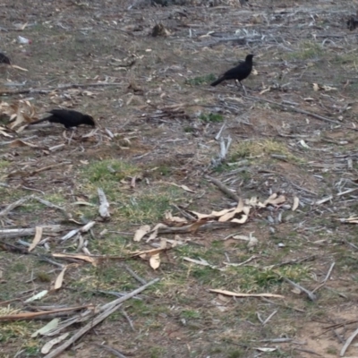 Corcorax melanorhamphos (White-winged Chough) at Red Hill to Yarralumla Creek - 3 Sep 2017 by jennyt