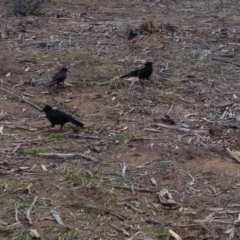 Corcorax melanorhamphos at Hughes, ACT - 3 Sep 2017 04:02 PM