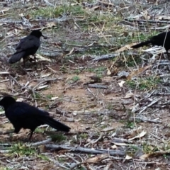 Corcorax melanorhamphos at Hughes, ACT - 3 Sep 2017 04:02 PM