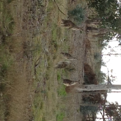 Macropus giganteus (Eastern Grey Kangaroo) at Red Hill to Yarralumla Creek - 3 Sep 2017 by jennyt