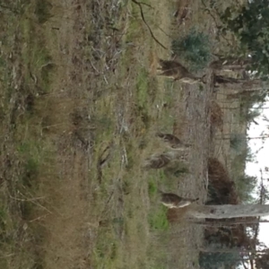 Macropus giganteus at Hughes, ACT - 3 Sep 2017 03:59 PM