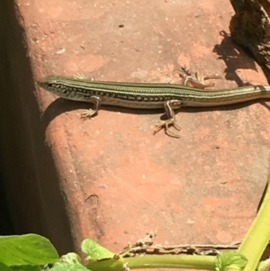 Ctenotus robustus at Yass River, NSW - 3 Feb 2018