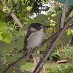 Cracticus torquatus (Grey Butcherbird) at Hughes, ACT - 31 Jan 2018 by jennyt