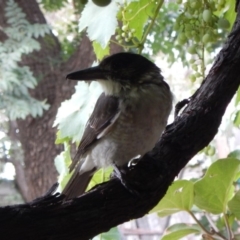 Cracticus torquatus at Hughes, ACT - 31 Jan 2018