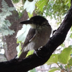 Cracticus torquatus at Hughes, ACT - 31 Jan 2018 07:23 PM