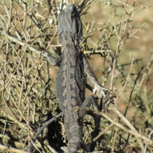 Pogona barbata at Symonston, ACT - 4 Feb 2018