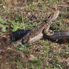 Pogona barbata (Eastern Bearded Dragon) at Aranda Bushland - 14 Oct 2017 by KMcCue