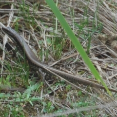 Eulamprus heatwolei (Yellow-bellied Water Skink) at Paddys River, ACT - 18 Mar 2017 by KMcCue