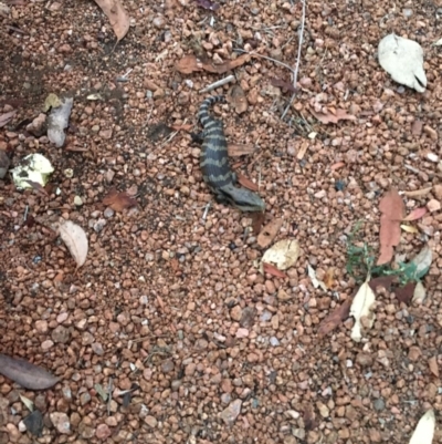 Tiliqua scincoides scincoides (Eastern Blue-tongue) at Hall, ACT - 4 Feb 2018 by Ralpo