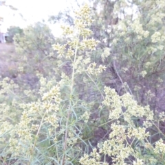 Cassinia quinquefaria (Rosemary Cassinia) at Hughes Grassy Woodland - 4 Feb 2018 by JackyF