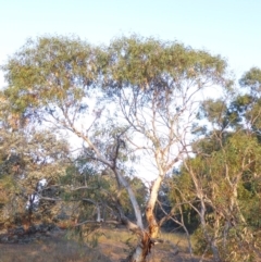 Eucalyptus pauciflora subsp. pauciflora (White Sally, Snow Gum) at Red Hill to Yarralumla Creek - 4 Feb 2018 by JackyF
