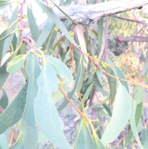 Eucalyptus pauciflora subsp. pauciflora at Red Hill to Yarralumla Creek - 4 Feb 2018