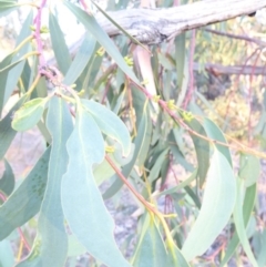 Eucalyptus pauciflora subsp. pauciflora at Deakin, ACT - 4 Feb 2018