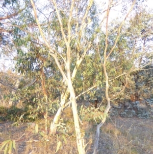 Eucalyptus pauciflora subsp. pauciflora at Deakin, ACT - 4 Feb 2018
