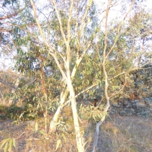 Eucalyptus pauciflora subsp. pauciflora at Red Hill to Yarralumla Creek - 4 Feb 2018