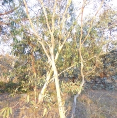 Eucalyptus pauciflora subsp. pauciflora at Deakin, ACT - 4 Feb 2018