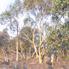 Eucalyptus pauciflora subsp. pauciflora at Deakin, ACT - 4 Feb 2018