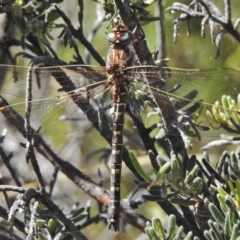 Austroaeschna inermis (Whitewater Darner) at Cotter River, ACT - 4 Feb 2018 by JohnBundock