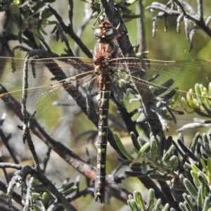 Austroaeschna inermis at Cotter River, ACT - 4 Feb 2018 09:51 AM