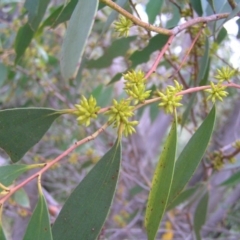 Eucalyptus stellulata (Black Sally) at Paddys River, ACT - 3 Feb 2018 by MatthewFrawley