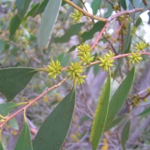 Eucalyptus stellulata at Paddys River, ACT - 3 Feb 2018