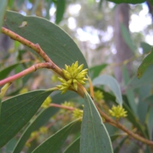 Eucalyptus stellulata at Paddys River, ACT - 3 Feb 2018