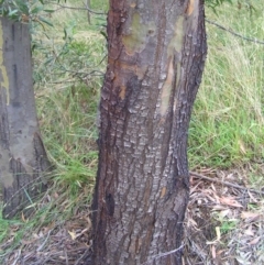 Eucalyptus stellulata at Paddys River, ACT - 3 Feb 2018