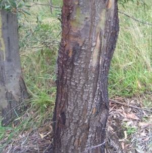 Eucalyptus stellulata at Paddys River, ACT - 3 Feb 2018