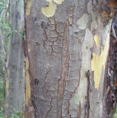 Eucalyptus stellulata at Paddys River, ACT - 3 Feb 2018