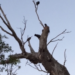 Callocephalon fimbriatum (Gang-gang Cockatoo) at Deakin, ACT - 4 Feb 2018 by KL