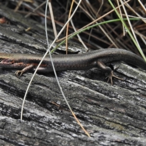 Pseudemoia entrecasteauxii at Cotter River, ACT - 4 Feb 2018 11:31 AM