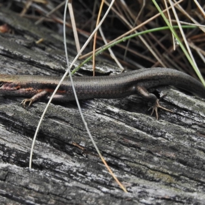 Pseudemoia entrecasteauxii (Woodland Tussock-skink) at Cotter River, ACT - 4 Feb 2018 by JohnBundock