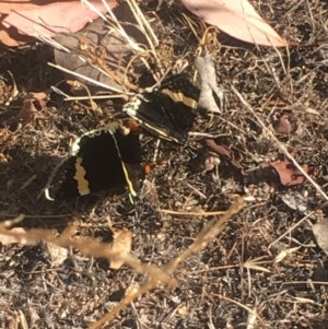 Eutrichopidia latinus at Mount Taylor - 4 Feb 2018 09:19 AM