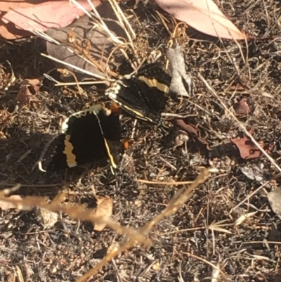 Eutrichopidia latinus (Yellow-banded Day-moth) at Mount Taylor - 4 Feb 2018 by George