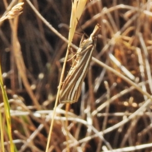 Hednota species near grammellus at Cotter River, ACT - 4 Feb 2018